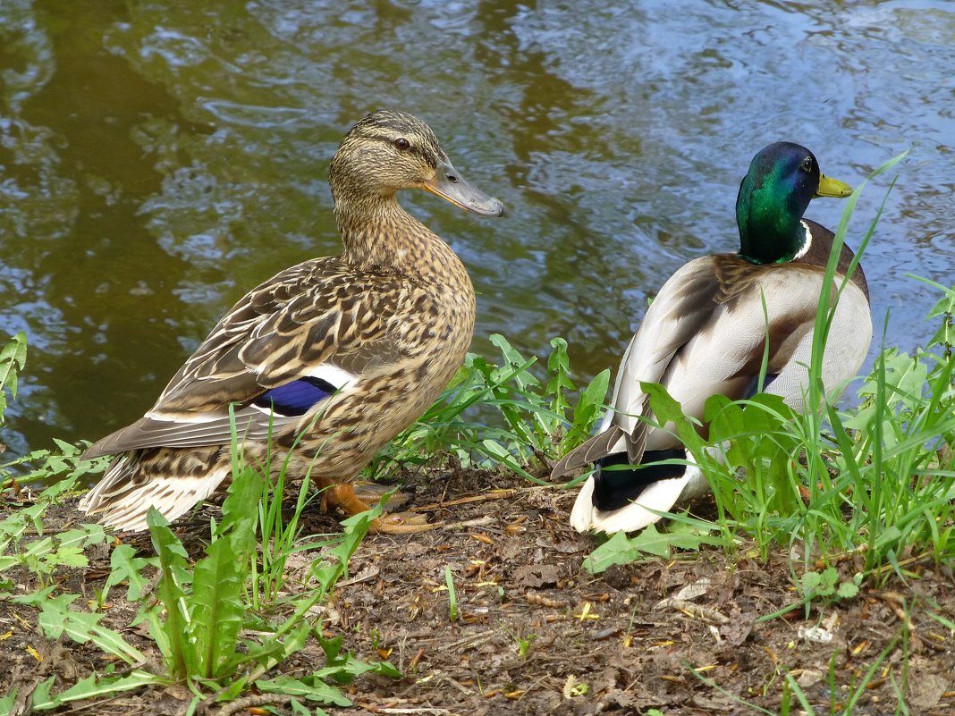 Пара на прогулке - Лидия Бусурина