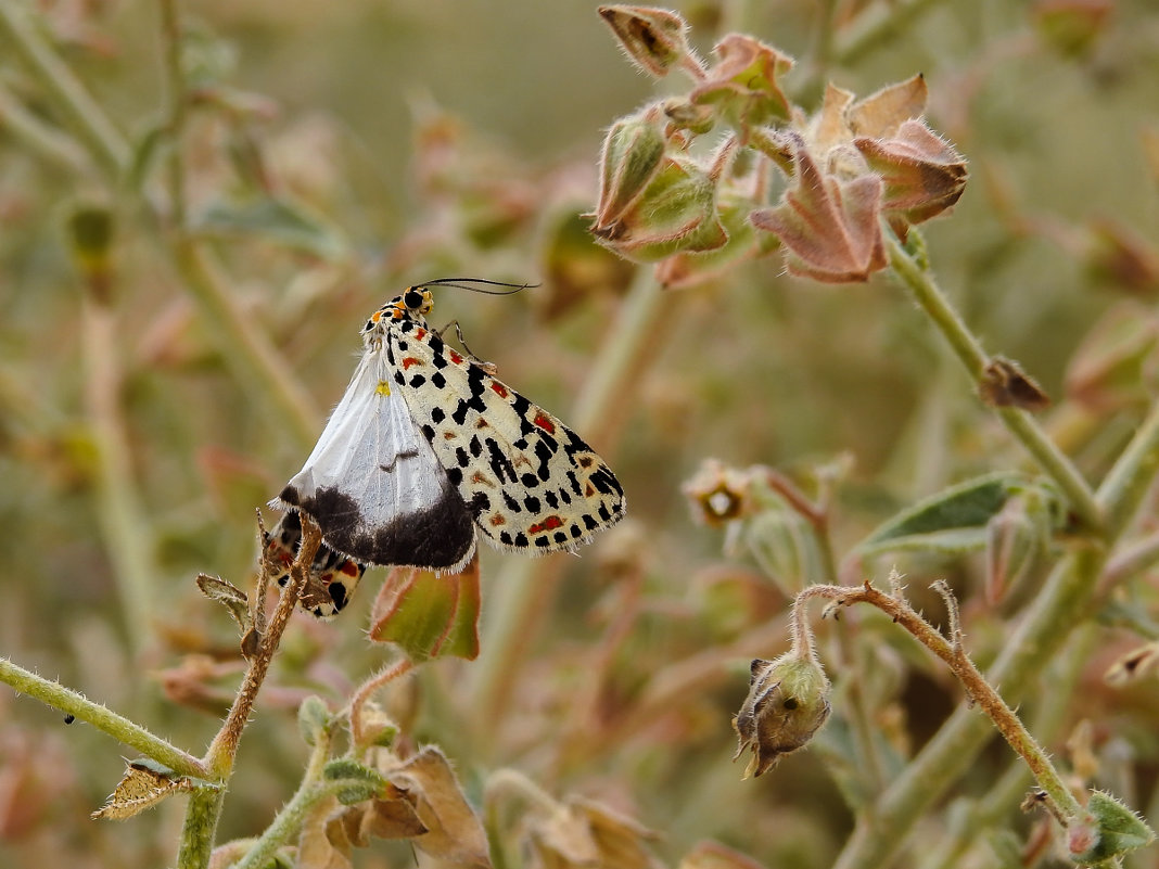 средь шумного бала - svabboy photo