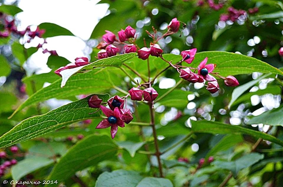 літнье - Степан Карачко