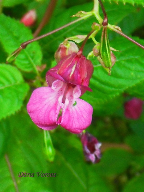 Накрывшись капюшоном - Daria Vorons