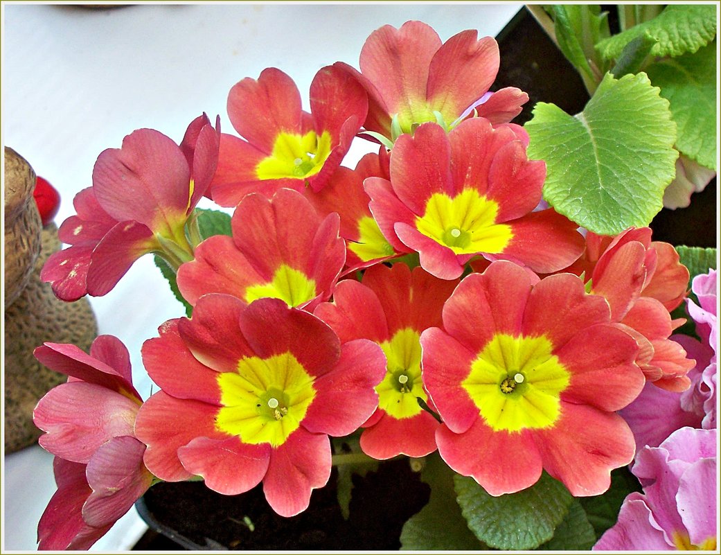 Примула. - Валерия Комова Примула. - Валерия Комова