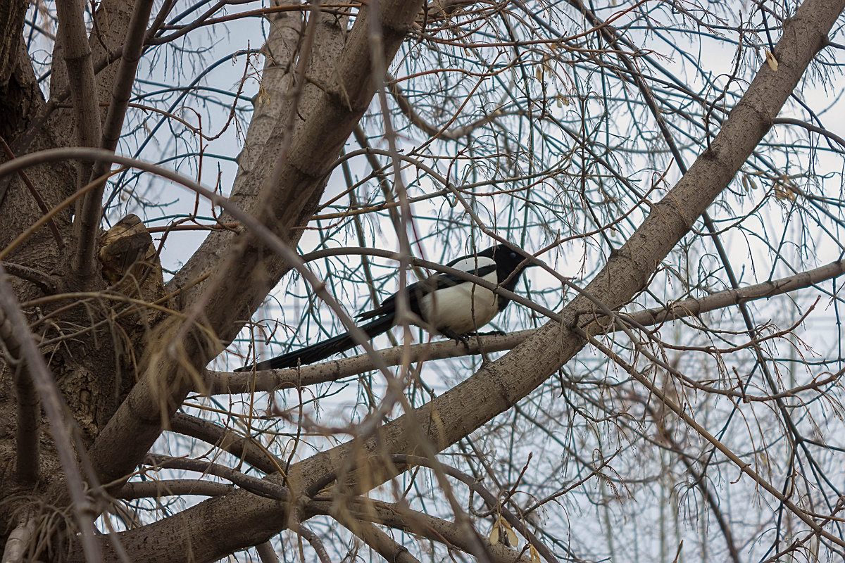 Black and white. (And any color you like.) - Дмитрий Костоусов Black and white. (And any color you like.) - Дмитрий Костоусов