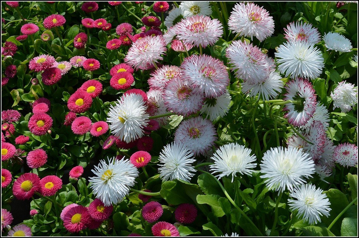 ВЕСНА ЦВЕТАМИ НАС ВСТРЕЧАЕТ - Анатолий Восточный