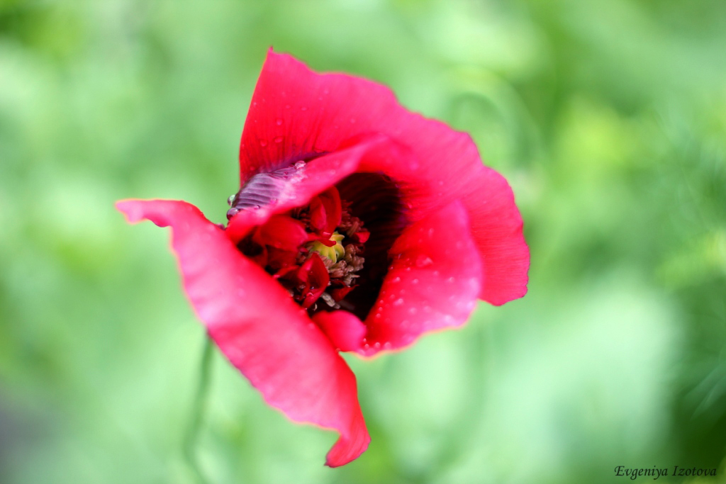 Helios 44-2 - Евгения Изотова