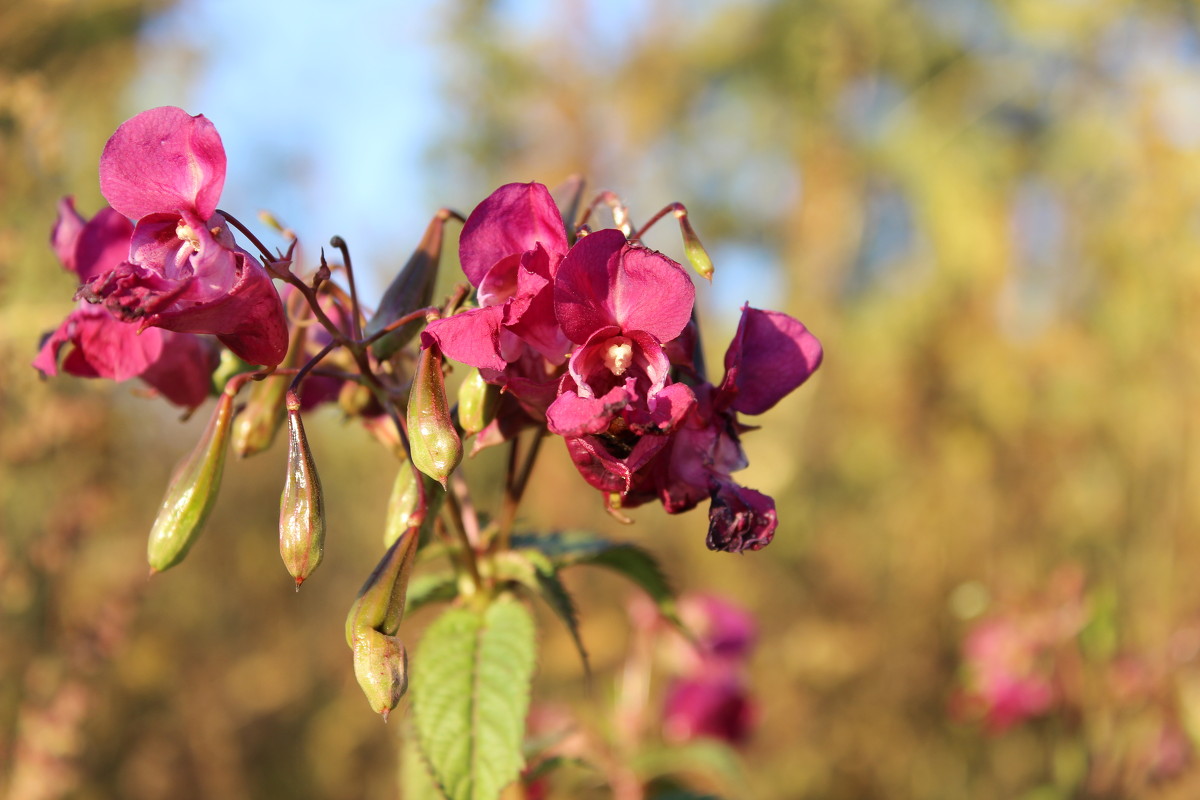 Башмачок. - Маргарита Бахтина
