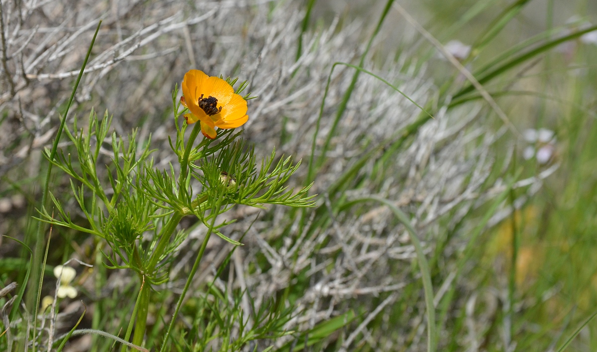 Adonis dentana, Адонис (горицвет) зубчатый - Борис Ржевский