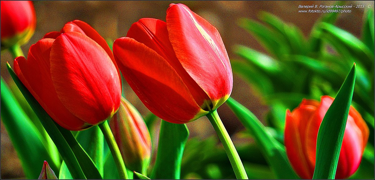 ТЮЛЬПАНЫ - Валерий Викторович РОГАНОВ-АРЫССКИЙ ТЮЛЬПАНЫ - Валерий Викторович РОГАНОВ-АРЫССКИЙ