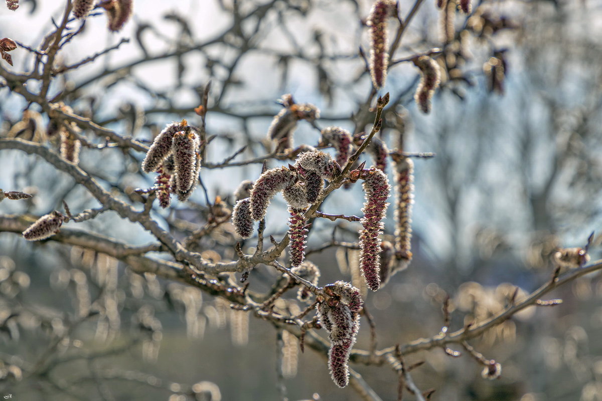 Червячки. - Анатолий. Chesnavik.