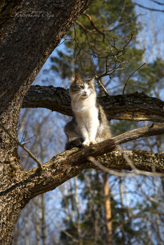 Весна! Коты прилетели... - Ольга Милованова