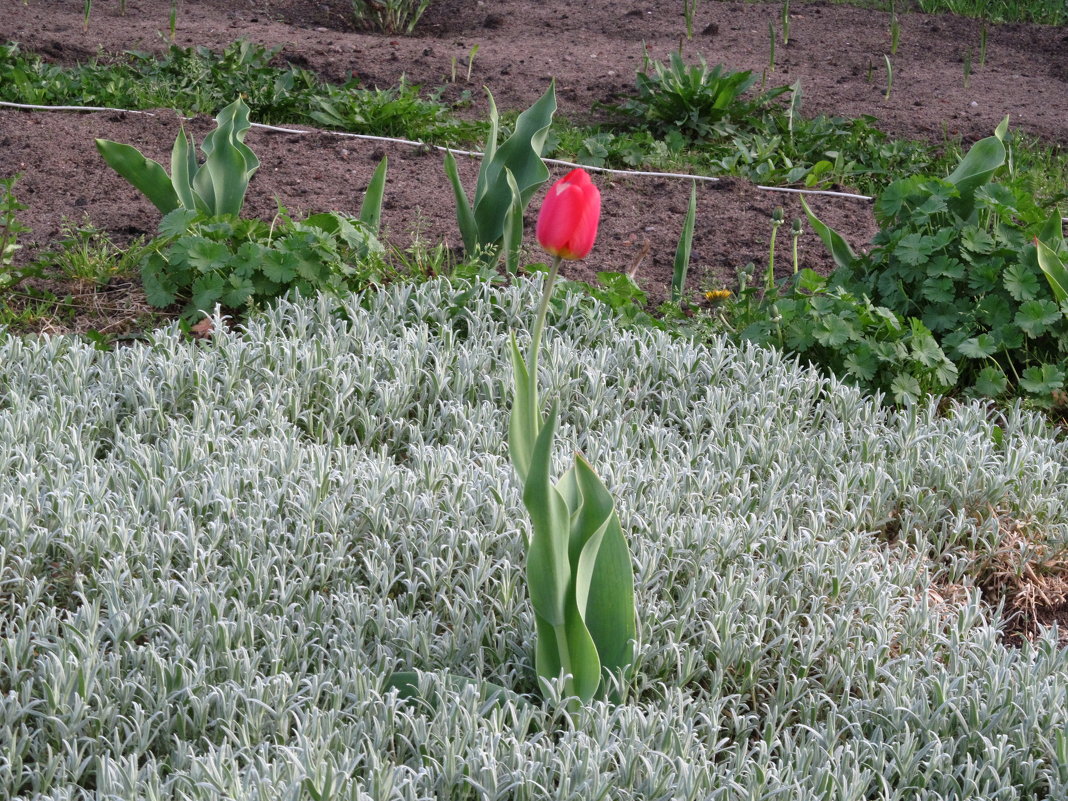 Цветы - Влад Леончик Цветы - Влад Леончик