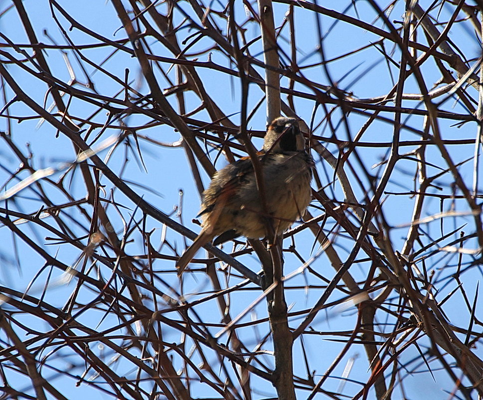 Я спрятался, но все равно нашли.... - Tatiana Markova