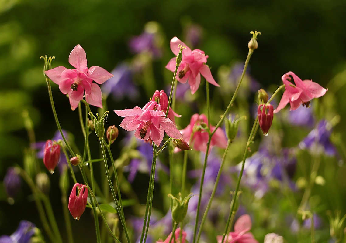 Балеринки - Светлана Балеринки - Светлана