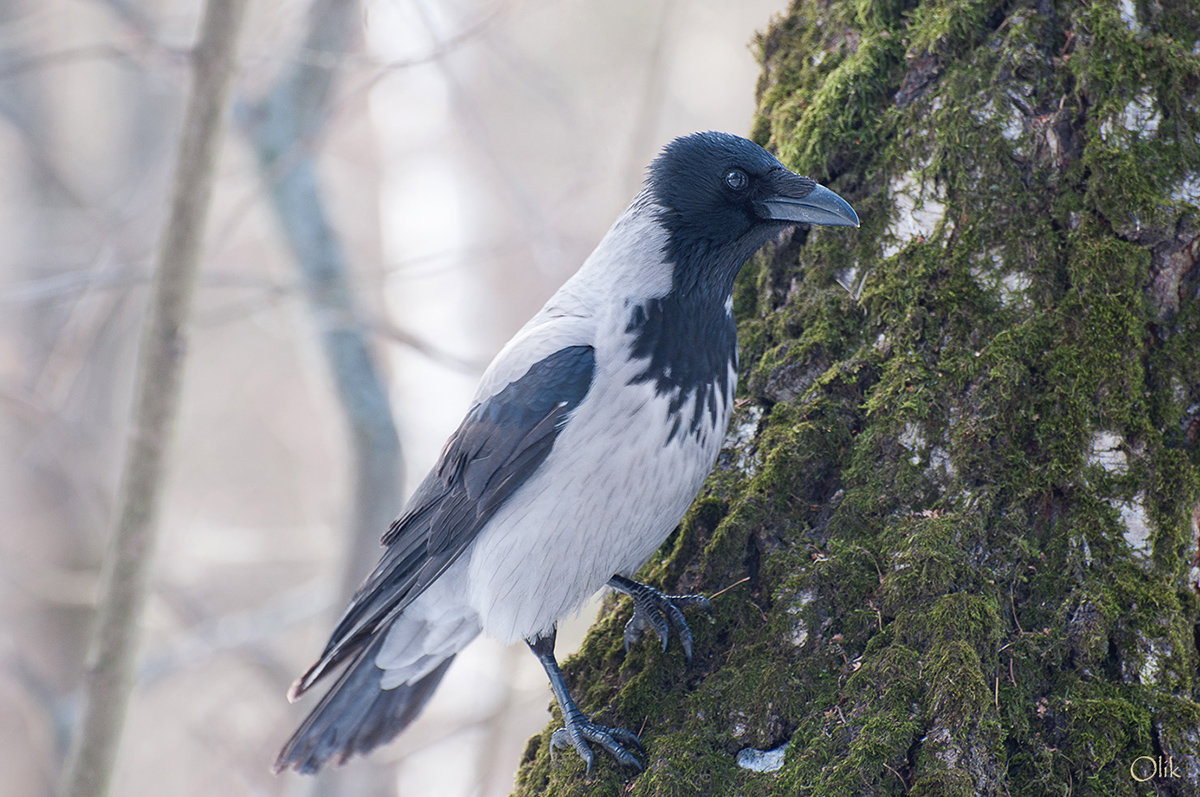 Серая ворона - Olik *