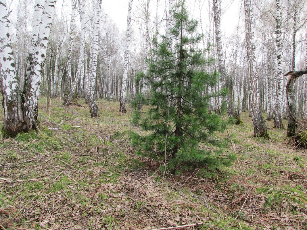 В весеннем лесу - Galaelina *** В весеннем лесу - Galaelina ***