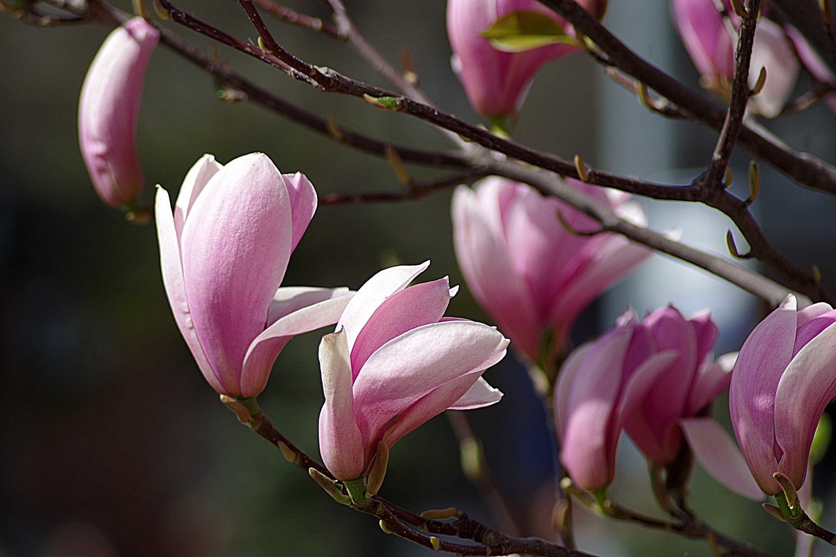 цветут магнолии - юрий иванов цветут магнолии - юрий иванов