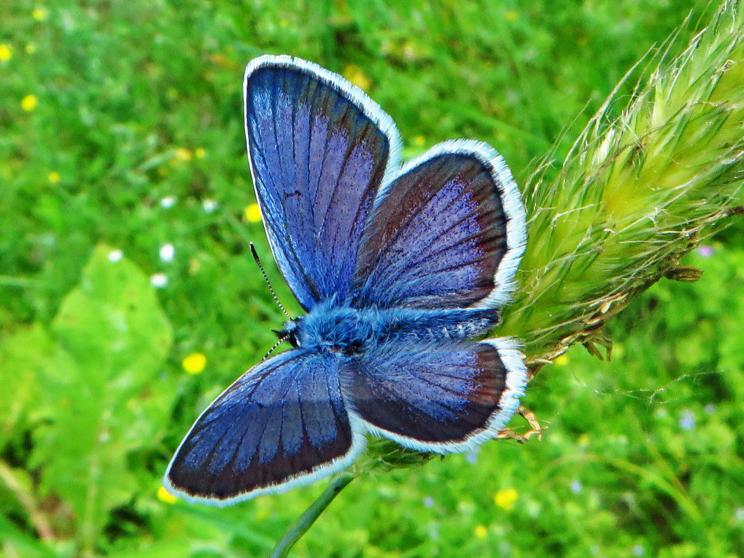 Голубянка. - vodonos241 Голубянка. - vodonos241