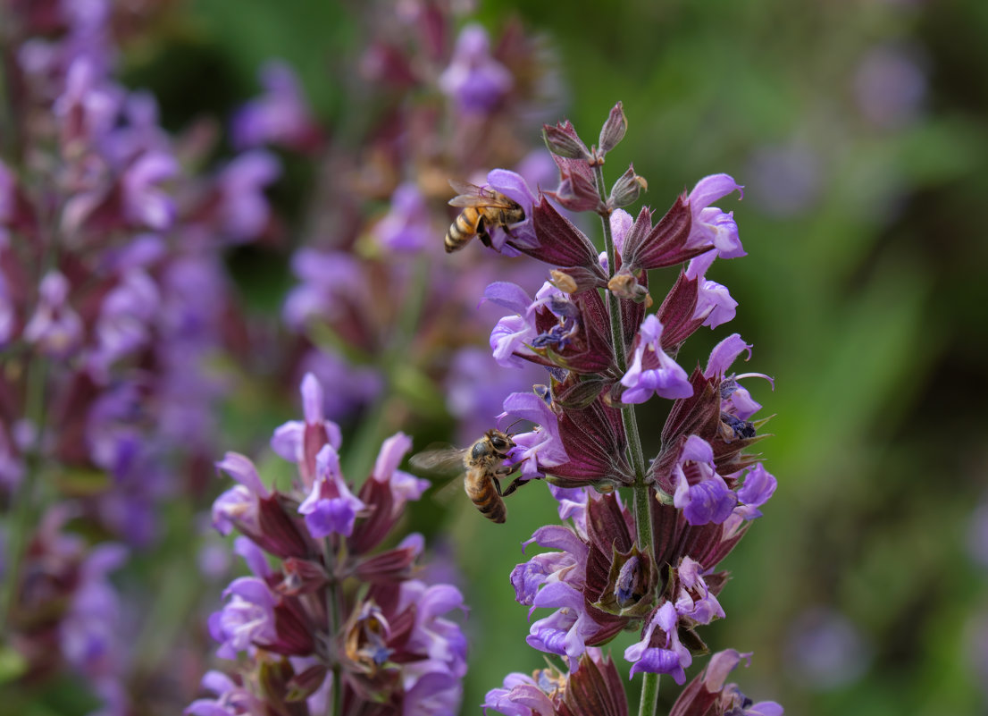 Цветы и пчёлки - Александр Деревяшкин