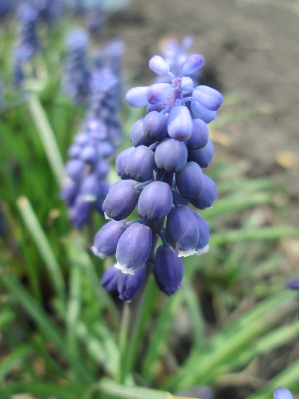 Гадючий лук армянский (Muscari armeniacum) - Алексей Кузнецов