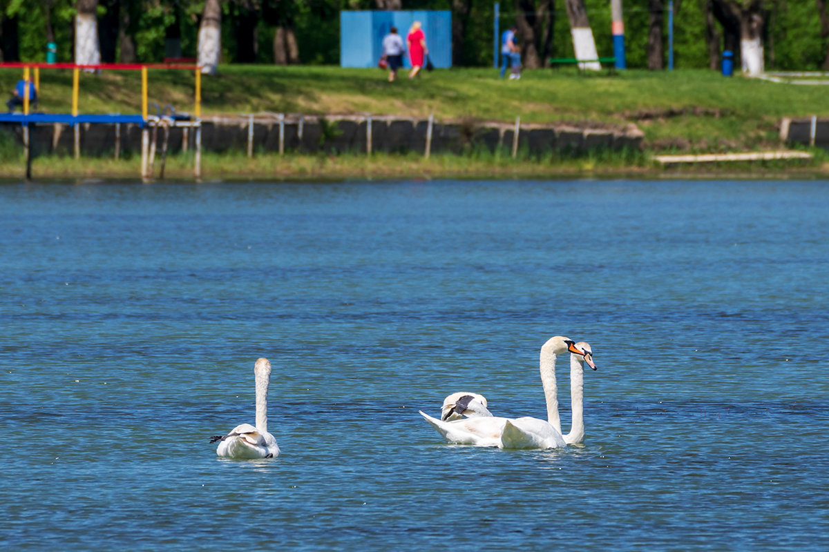 На городском водохранилище - Игорь Сикорский