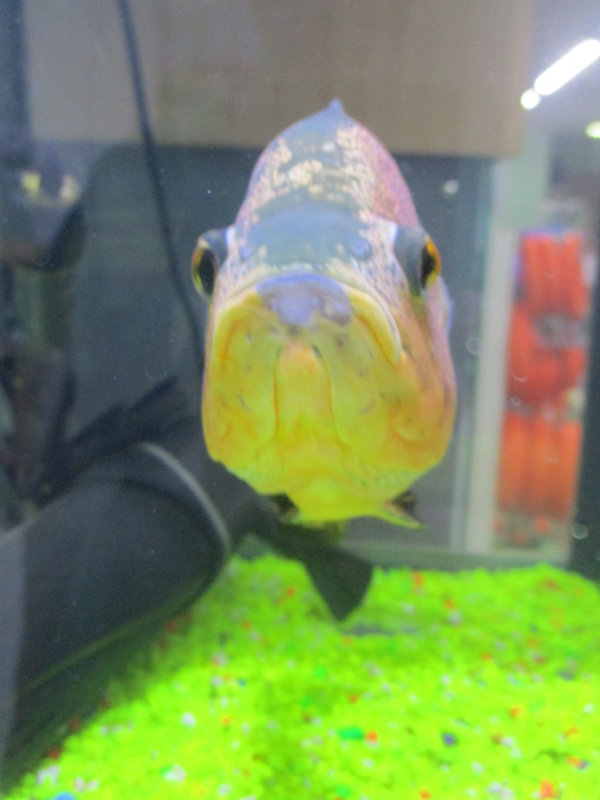 Аквариумная рыбка.. - Зинаида 