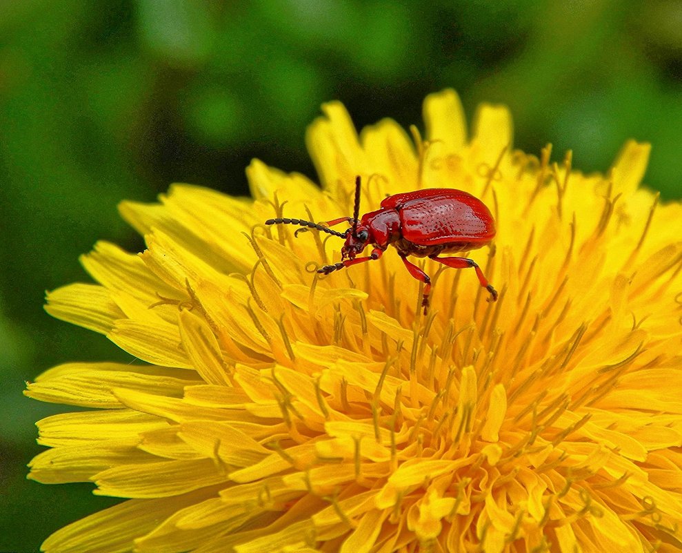 Раскрылось Лето теплом и цветом! :) - Елена (Elena Fly) Хайдукова Раскрылось Лето теплом и цветом! :) - Елена (Elena Fly) Хайдукова