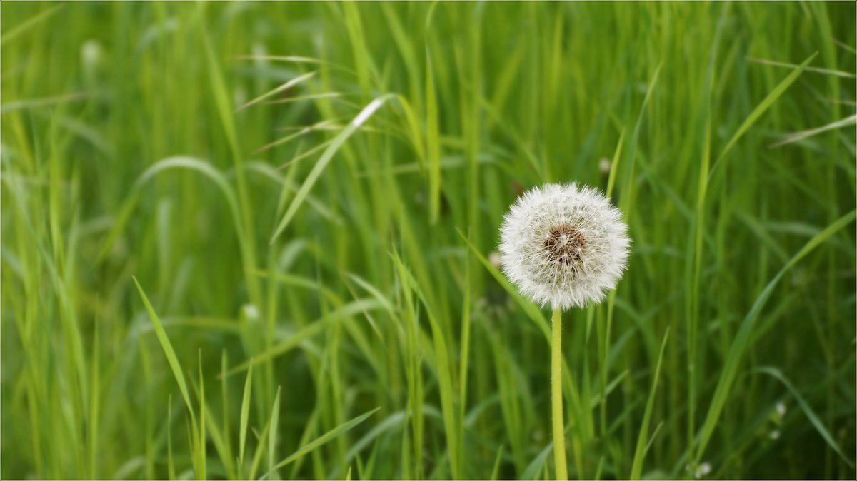 green wallpaper - Olga Becker