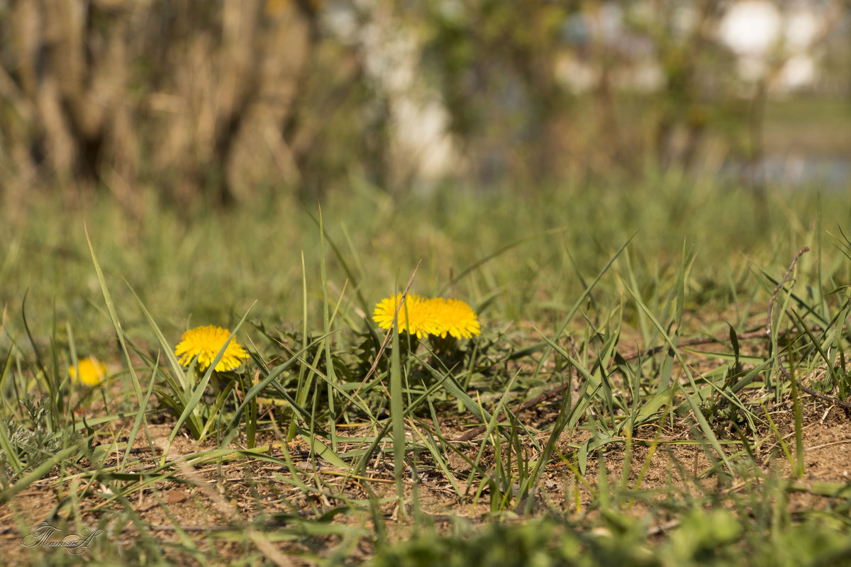 Одуванчик. - ТатьянА А... Одуванчик. - ТатьянА А...