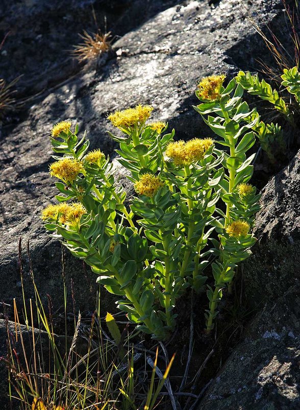 Золотой корень (rhodiola rosea) - Сергей Курников