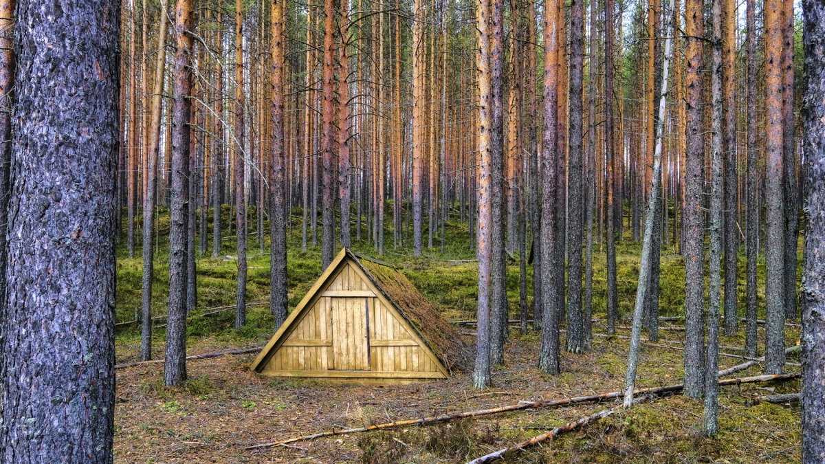 подвал в Карельском лесу - Георгий А подвал в Карельском лесу - Георгий А