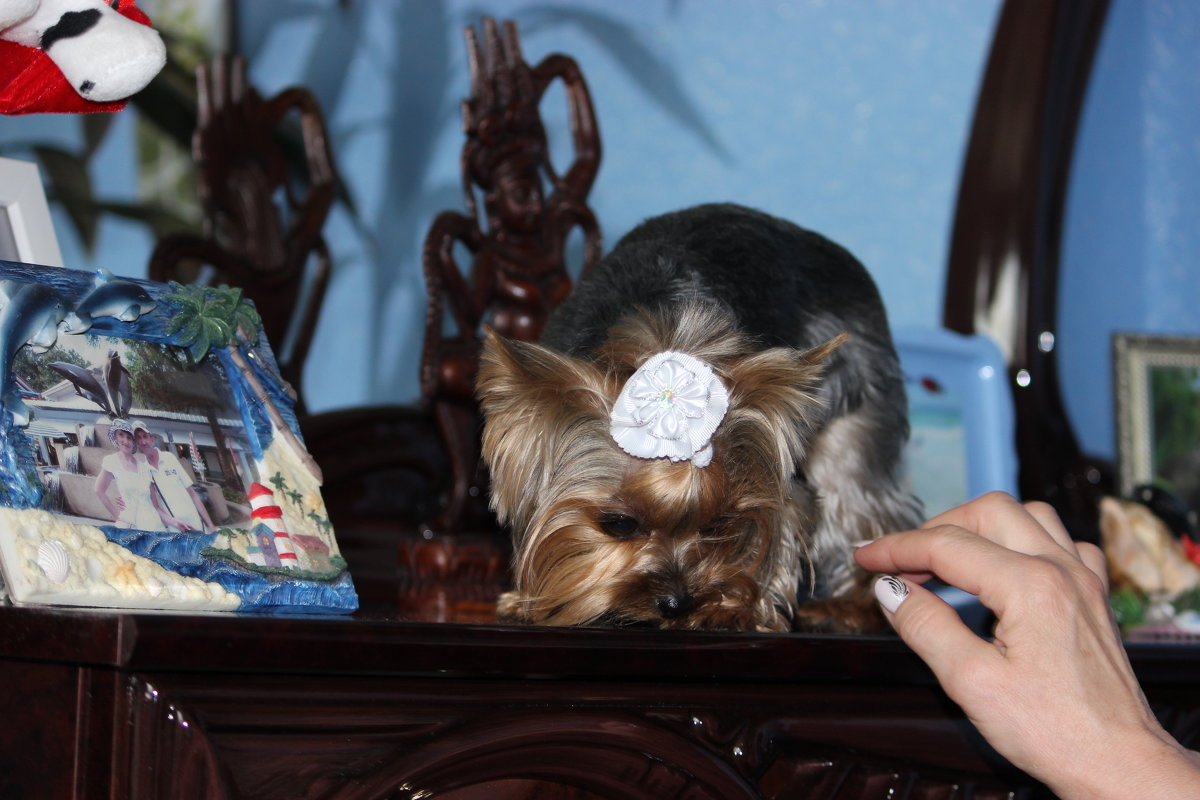 Бусинка)))))))))))) - Angelica Solovjova