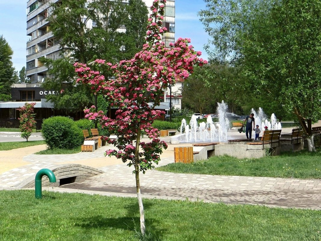 Аксай. Майское утро - Татьяна Смоляниченко