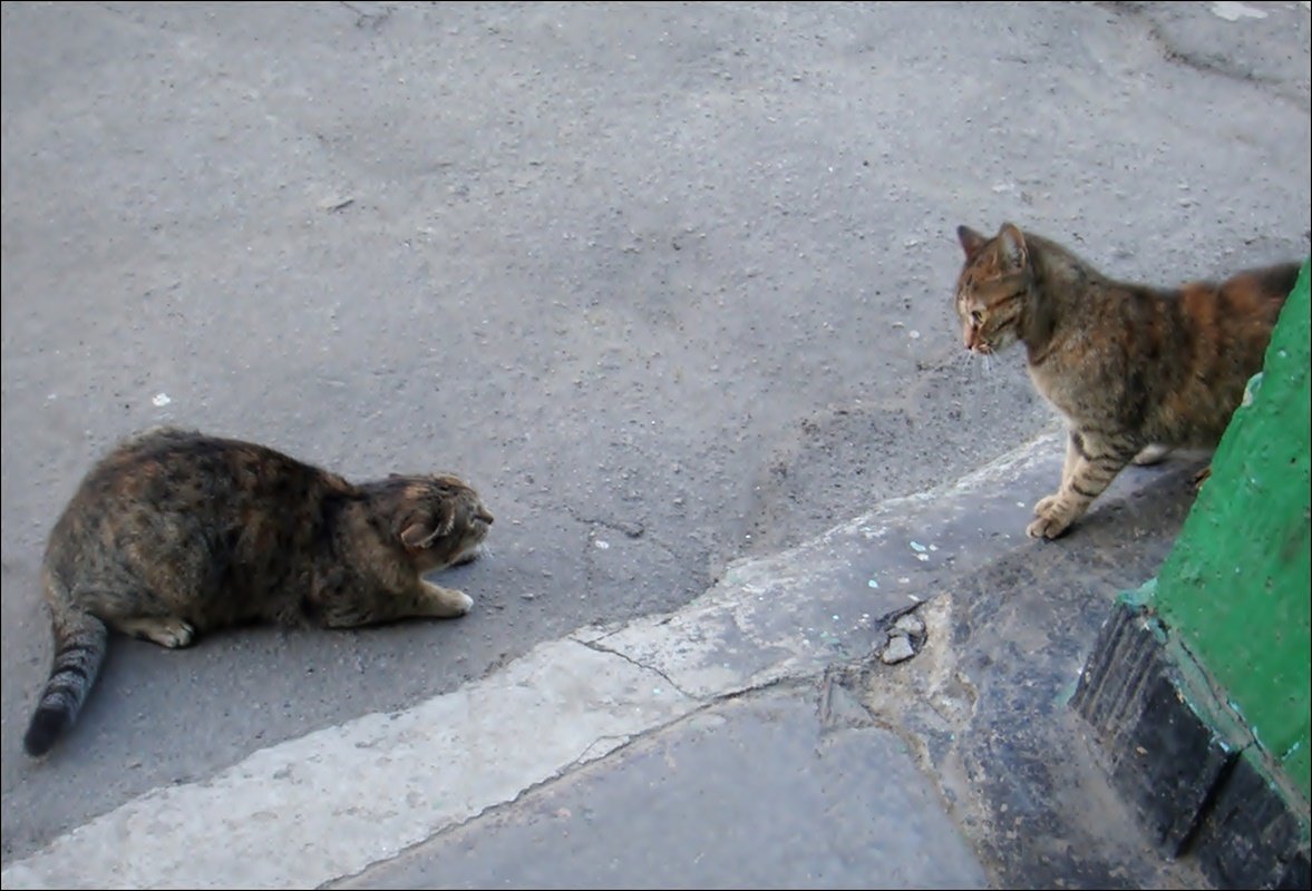 Всё как у людей... - Нина Корешкова