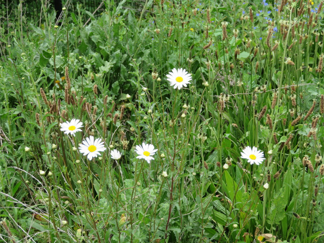 Ромашки - Natalia Harries