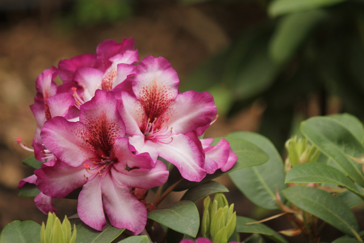 Краски Весны... - mirtine Краски Весны... - mirtine