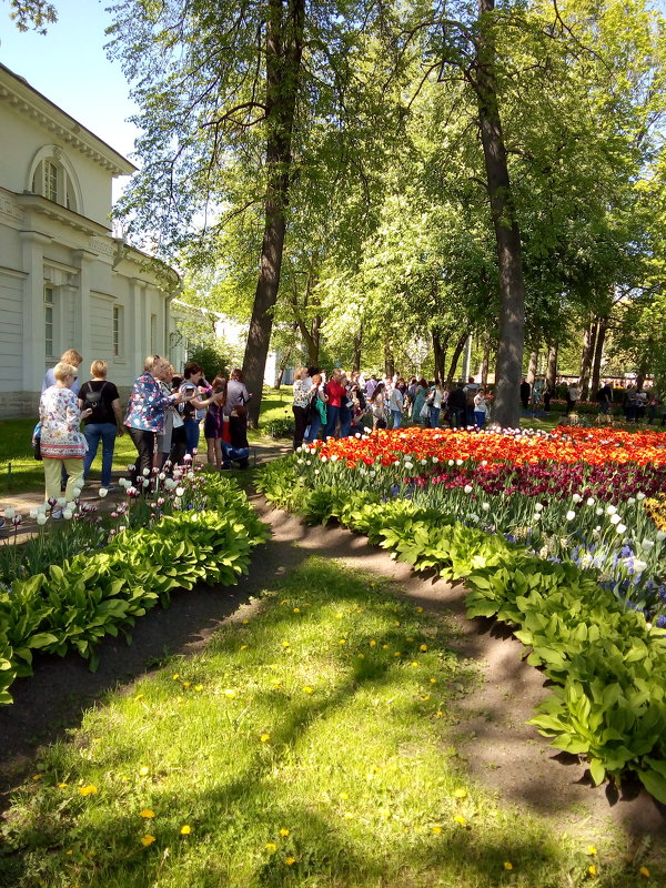 Очередь за тем, чтобы сфотографировать тюльпаны. - Светлана Калмыкова