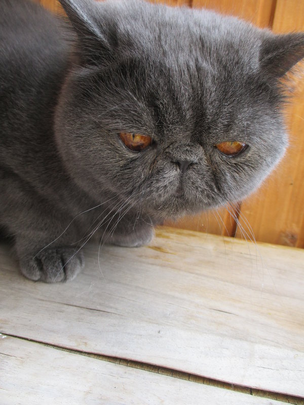 Мой Пончик. - Зинаида Мой Пончик. - Зинаида