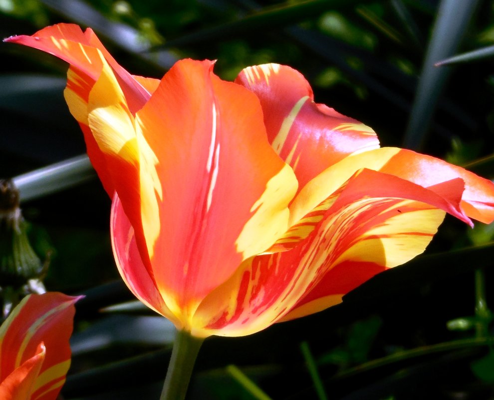 Тюльпаны-тюльпанчики. - Вячеслав Медведев Тюльпаны-тюльпанчики. - Вячеслав Медведев