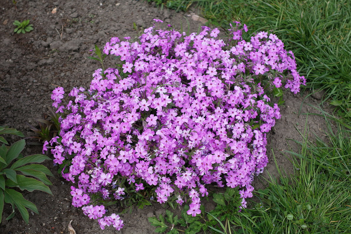 Флокс шиловидный - Маргарита Батырева Флокс шиловидный - Маргарита Батырева