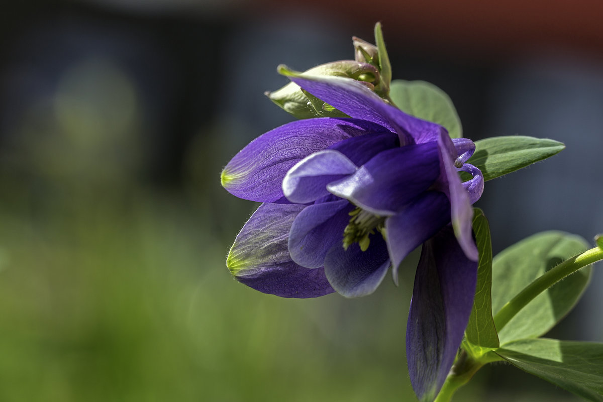 Аквилегия - gribushko грибушко Николай Аквилегия - gribushko грибушко Николай
