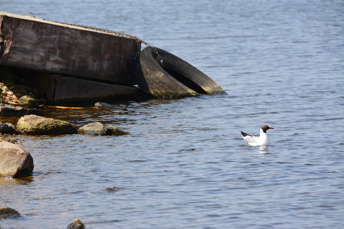 Белый корабль - Ольга Белый корабль - Ольга