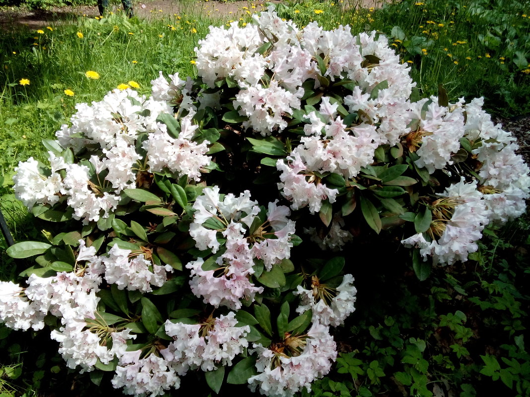 рододендрон - Lyudmila рододендрон - Lyudmila