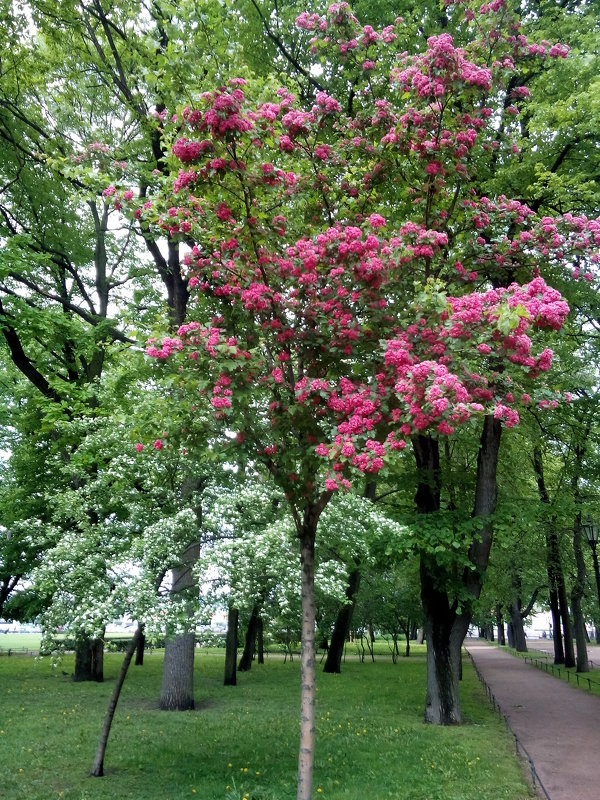 по Петербургу - Lyudmila 