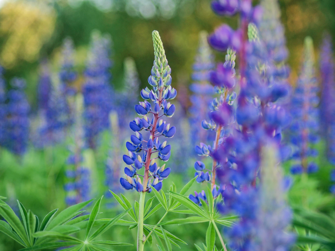 поле - Мария Цюпа