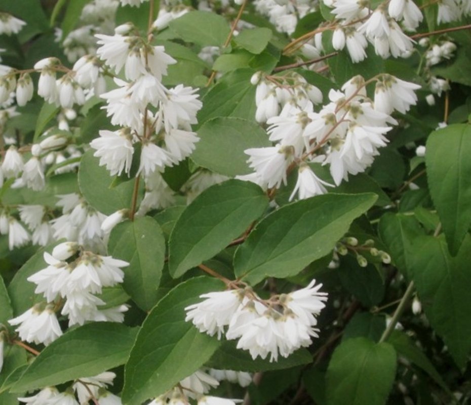 Дейция - Самохвалова Зинаида 