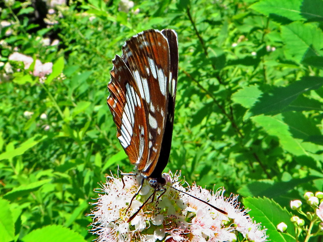 *Пеструшка таволговая Neptis rivularis - vodonos241 