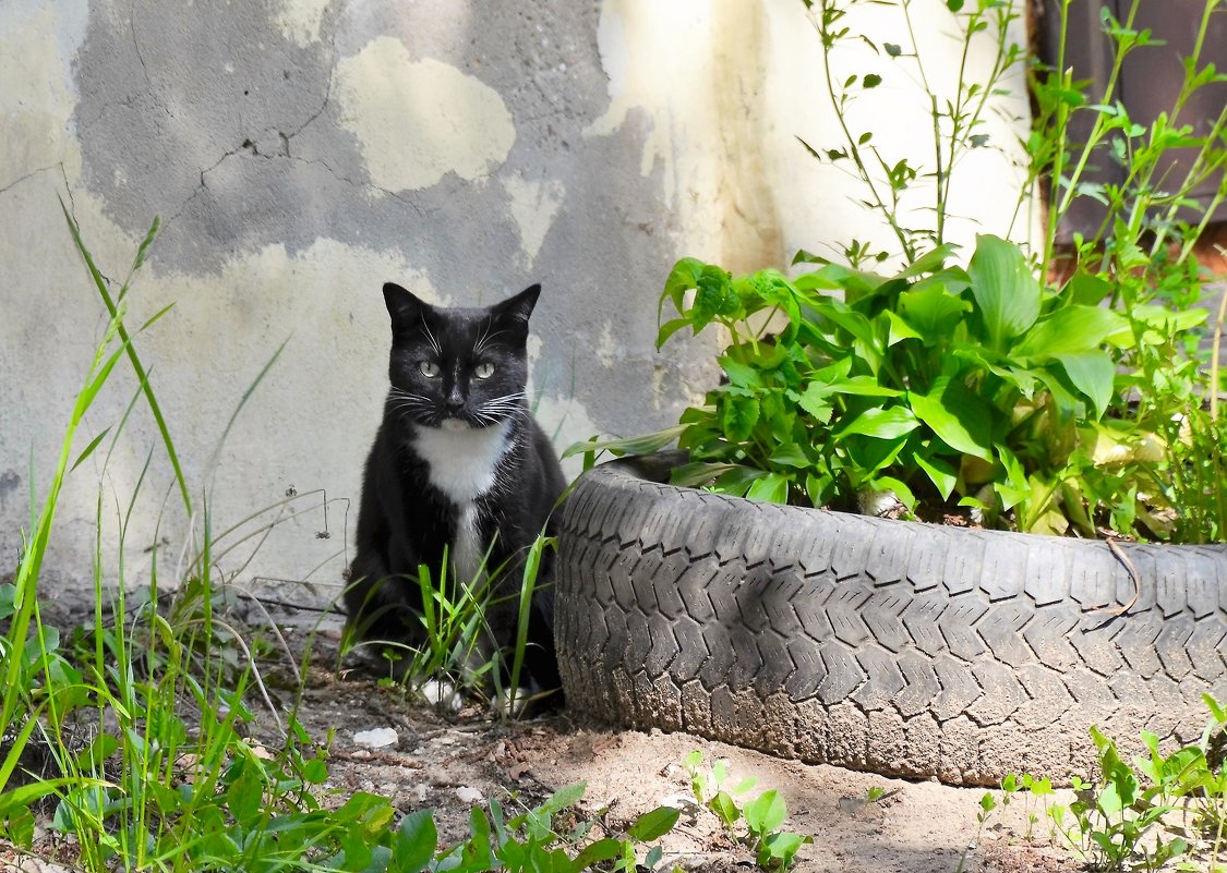 Котейка из Костромы - Галина Aleksandrova