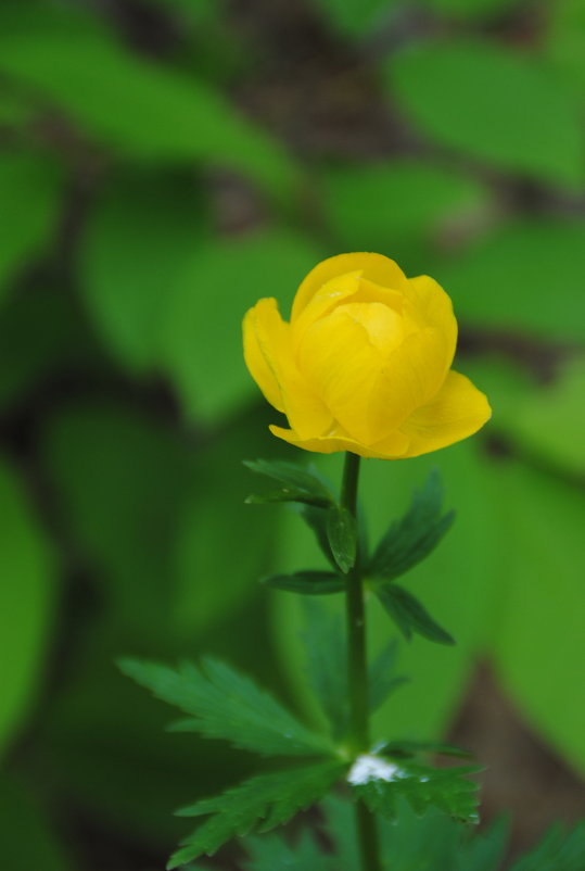 Купавка - lyudmila Курлова