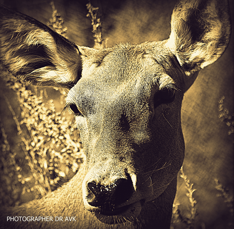 *** - Alexei Kopeliovich