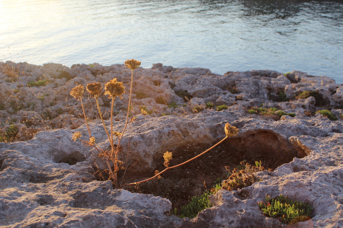 Майорка - Olga 