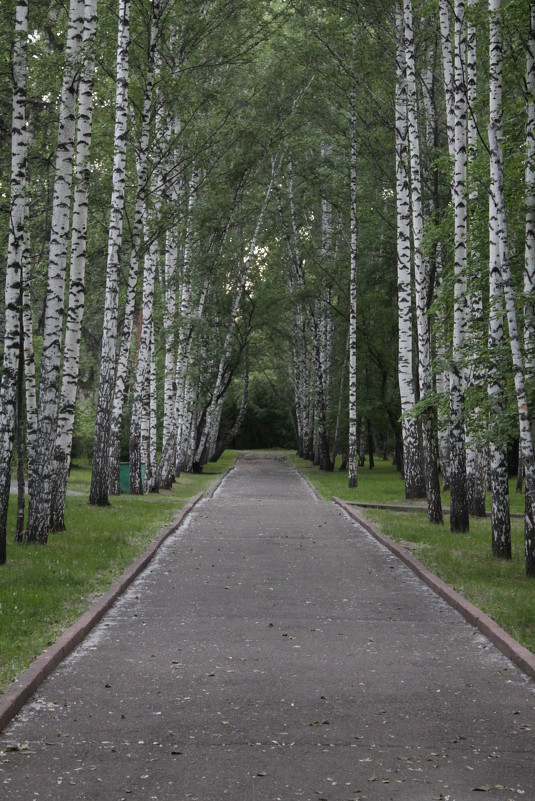 березы, тропинка - Маргарита березы, тропинка - Маргарита